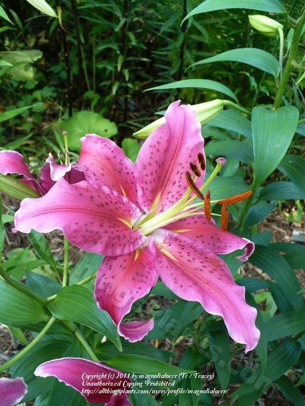 Photo of Lily (Lilium 'Statement') uploaded by magnolialover