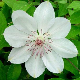 Photo of Clematis 'Henryi' uploaded by goldfinch4
