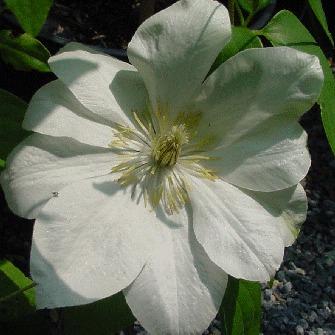 Photo of Clematis 'Guernsey Cream' uploaded by goldfinch4