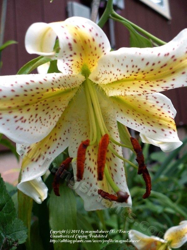 Photo of Lily (Lilium 'Doc') uploaded by magnolialover