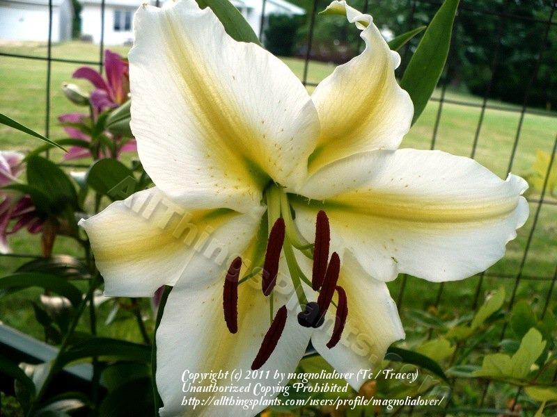Photo of Lily (Lilium 'Legend') uploaded by magnolialover