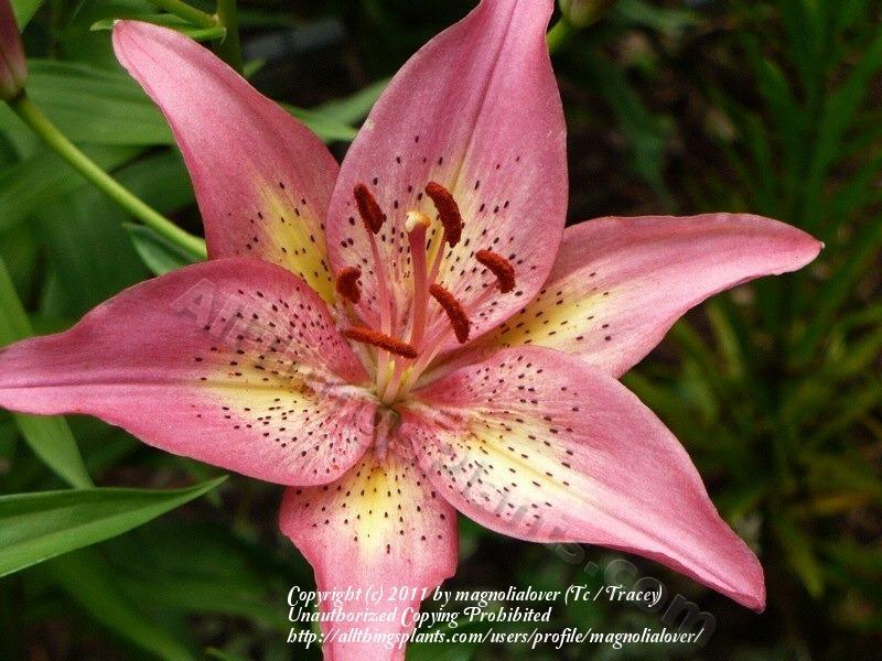 Photo of Lily (Lilium 'Trogon') uploaded by magnolialover