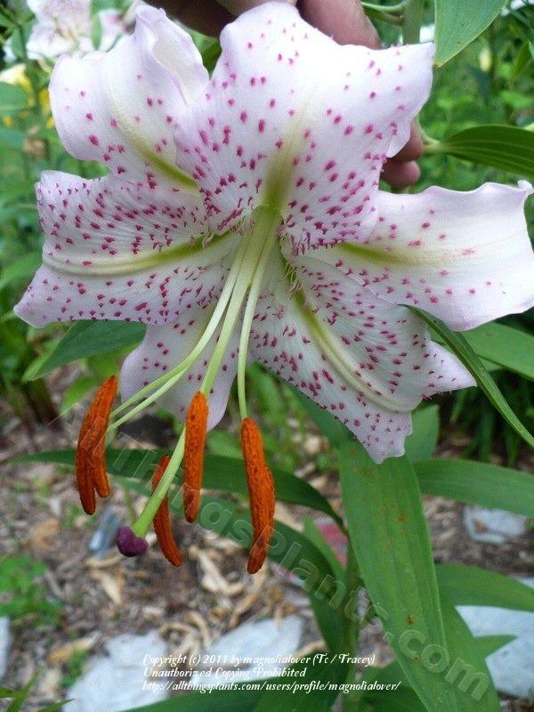 Photo of Lily (Lilium 'Lavender Gem') uploaded by magnolialover