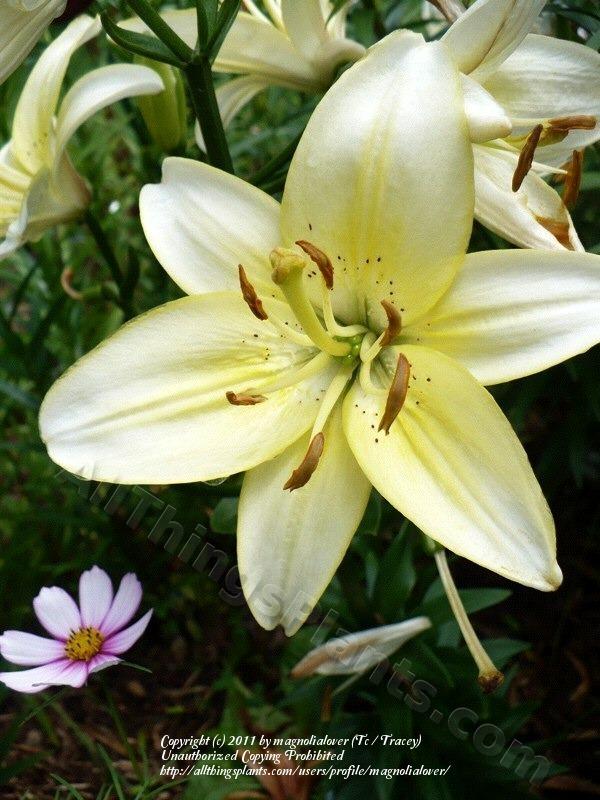 Photo of Lily (Lilium 'Lemon Sauce') uploaded by magnolialover