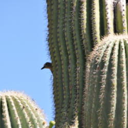 Location: Phoenix, AZ
Date: 2011-04-27
Gila Woodpecker peeking out of nest. Normally where Saguaro grow 