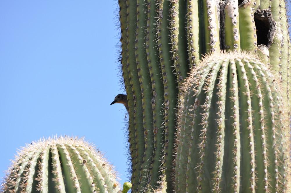 Photo of Saguaro (Carnegiea gigantea) uploaded by Aguane