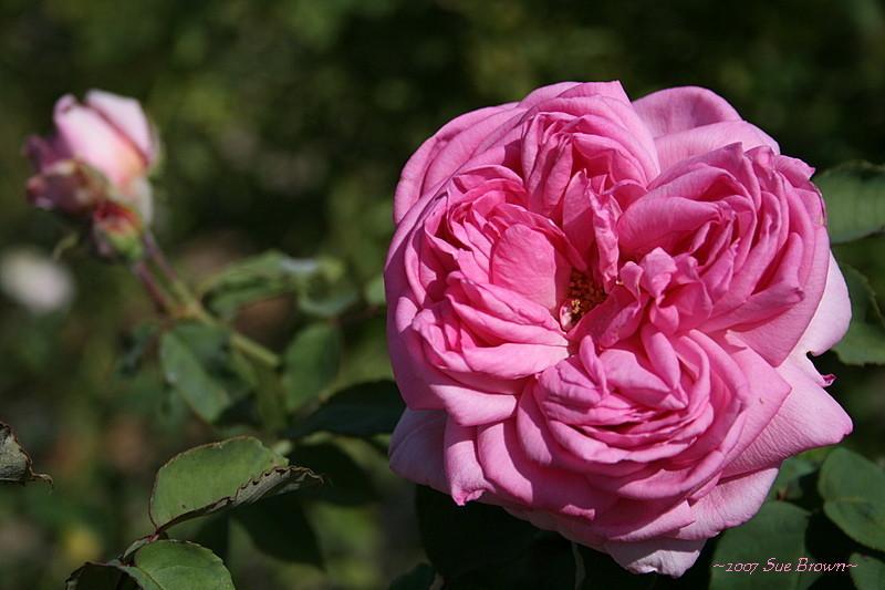 Photo of Rose (Rosa 'Madame d'Enfert') uploaded by Calif_Sue