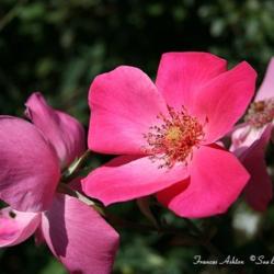 Location: San Jose Heritage Rose Garden
Date: 2007-10-09
