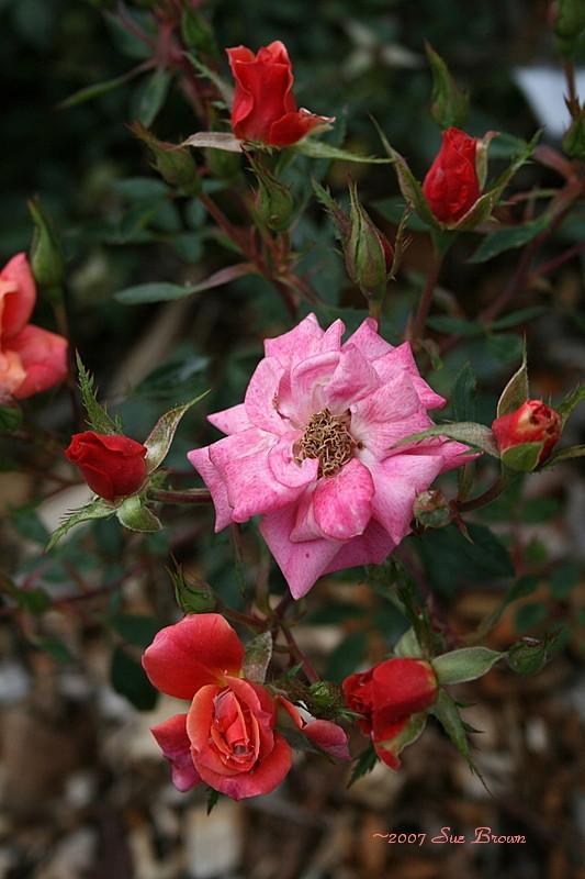 Photo of Rose (Rosa 'Copper Sunset') uploaded by Calif_Sue