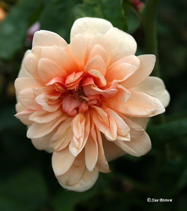 Photo of Rose (Rosa 'Perle d'Or') uploaded by Calif_Sue