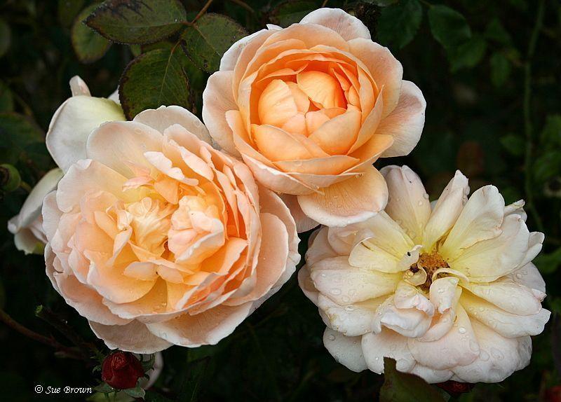 Photo of Rose (Rosa 'Tamora') uploaded by Calif_Sue