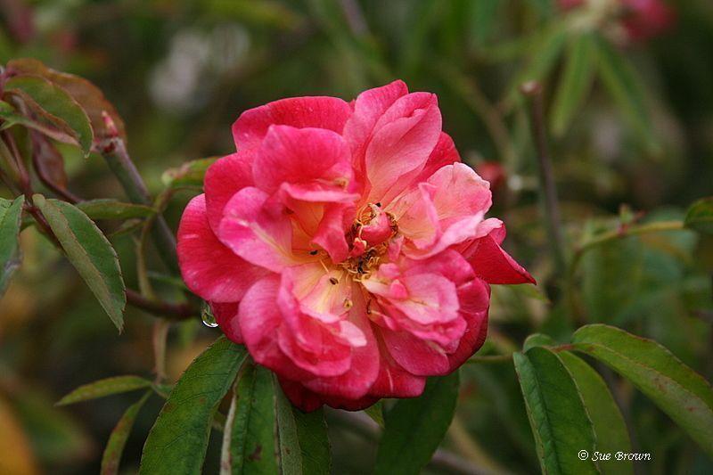 Photo of Rose (Rosa 'Leonie Lamesch') uploaded by Calif_Sue