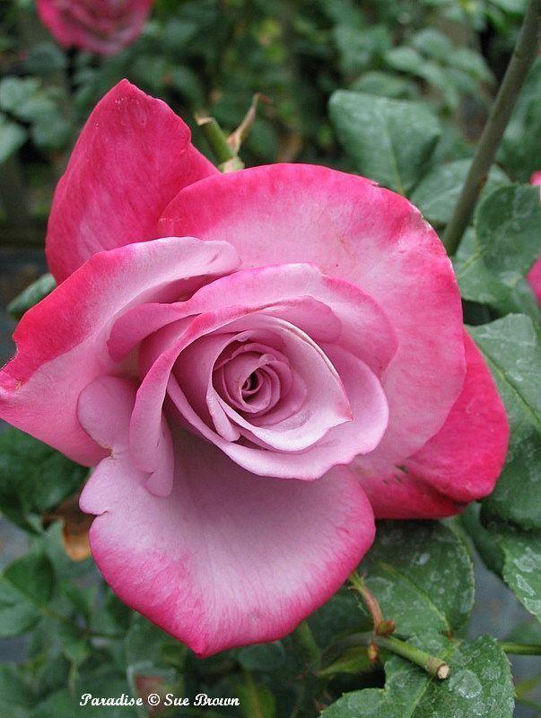 Photo of Rose (Rosa 'Paradise') uploaded by Calif_Sue