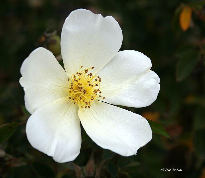 Photo of Rose (Rosa 'Wild Flower') uploaded by Calif_Sue
