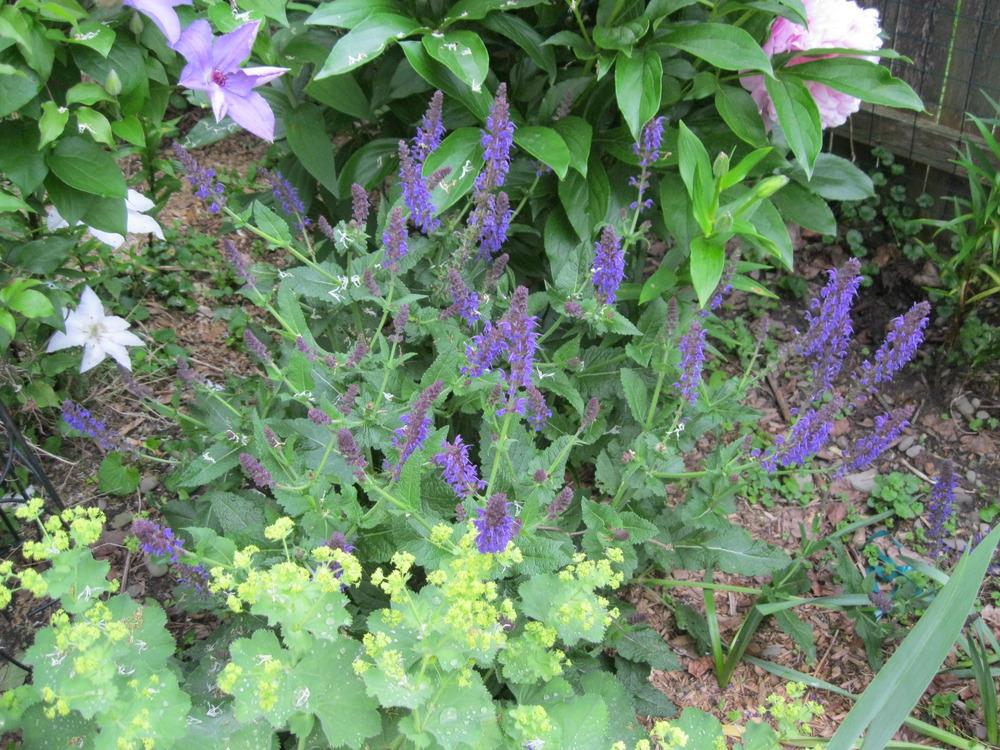 Photo of Sage (Salvia nemorosa 'Mainacht') uploaded by Carolyn22