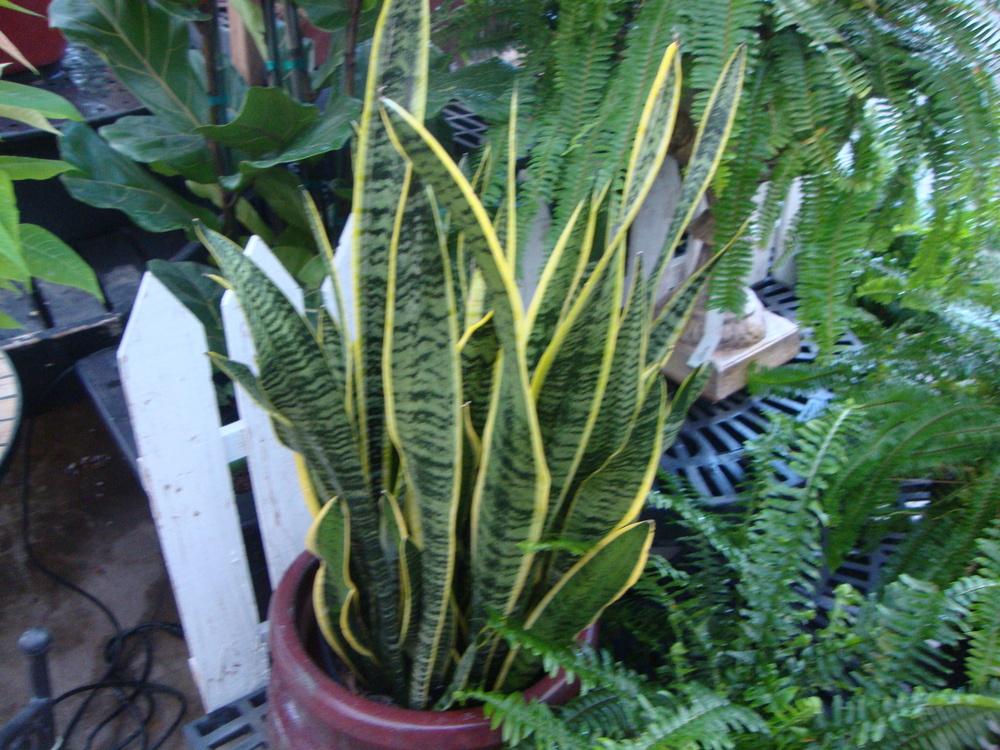 Photo of Snake Plant (Dracaena trifasciata) uploaded by Paul2032