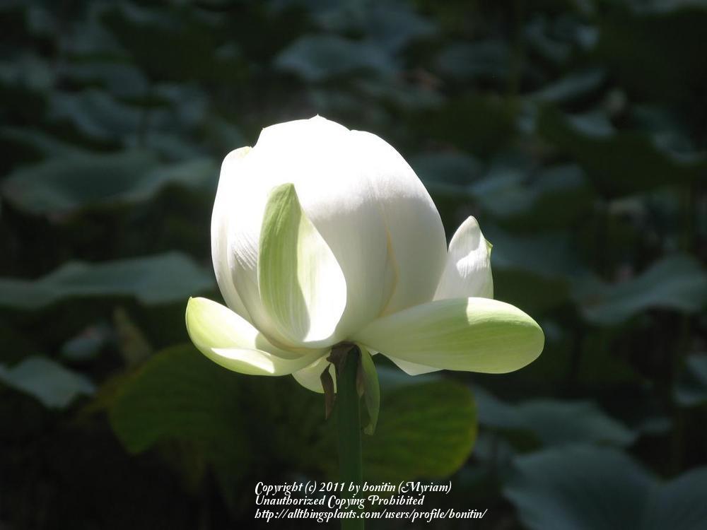 Photo of Sacred Lotus (Nelumbo nucifera) uploaded by bonitin