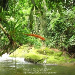 Location: rainforest, Paraty, Brazil
Date: 2010-01-28
In its natural habitat!