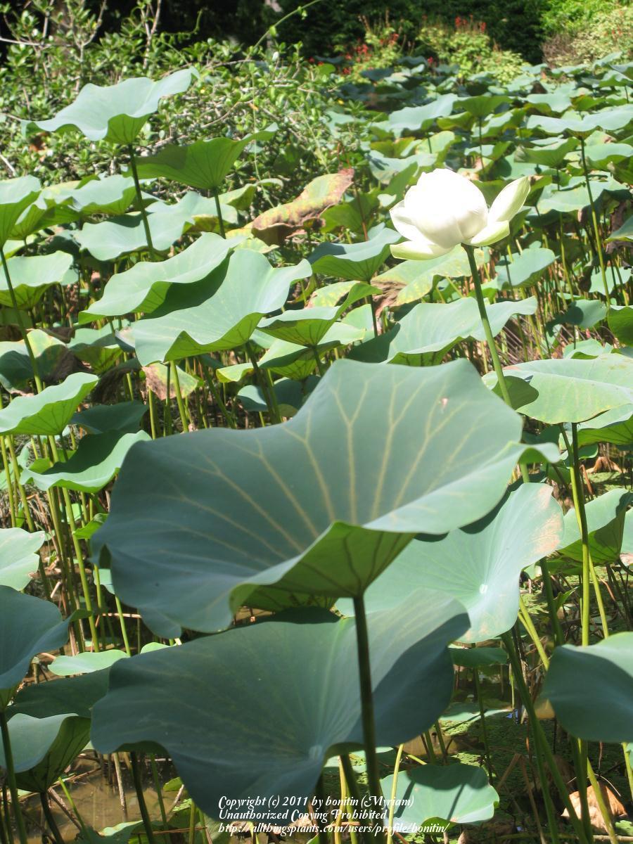 Photo of Sacred Lotus (Nelumbo nucifera) uploaded by bonitin