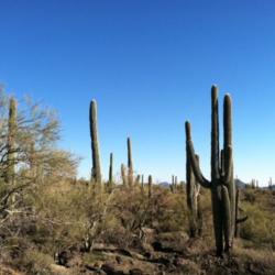 Location: North of New River, AZ
Date: 2011-12-27
Taken with my iPhone. Saguaro growing in natual habitat about 1 h