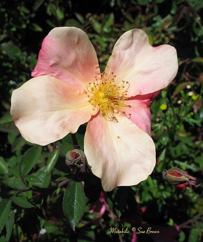 Photo of Rose (Rosa 'Mutabilis') uploaded by Calif_Sue
