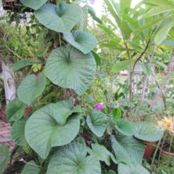 Location: Orlando, Florida
Date: 2010-10-20
leaves of Stictocardia beraviensis (Hawaiian Sunset vine)