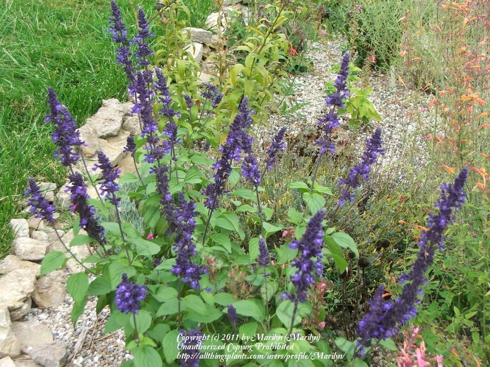 Photo of Sage (Salvia Mystic Spires) uploaded by Marilyn
