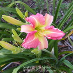 Location: My garden in Kentucky
Date: 2008-06-25
Flower in the shade before the sun shines on it. It's too pink in