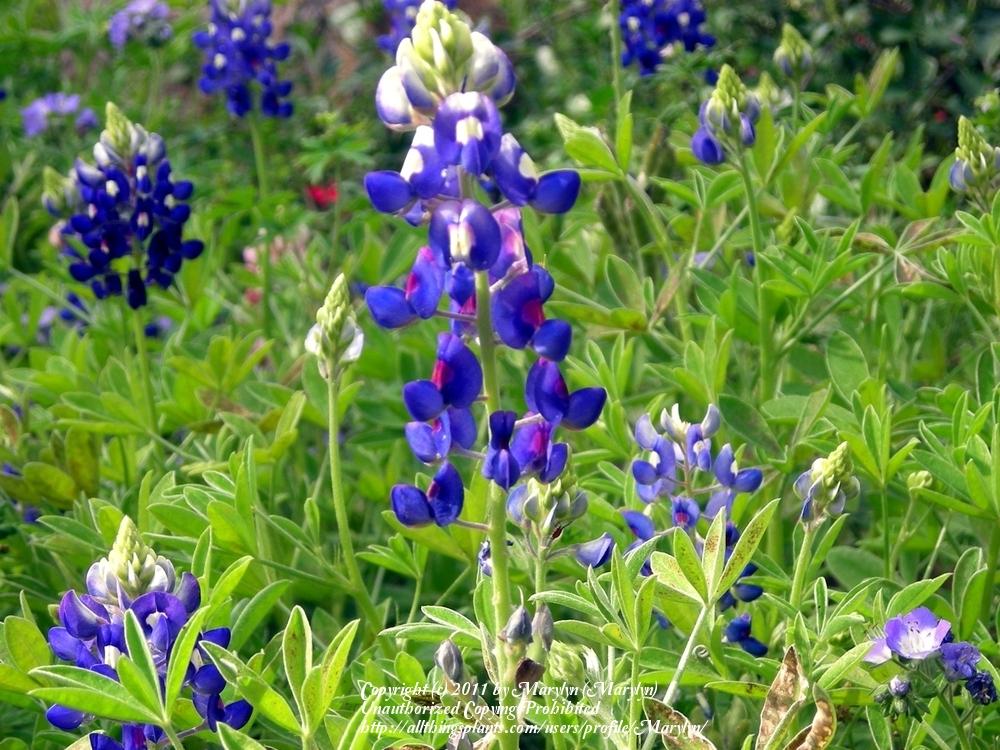 Photo of Texas Bluebonnet (Lupinus texensis) uploaded by Marylyn