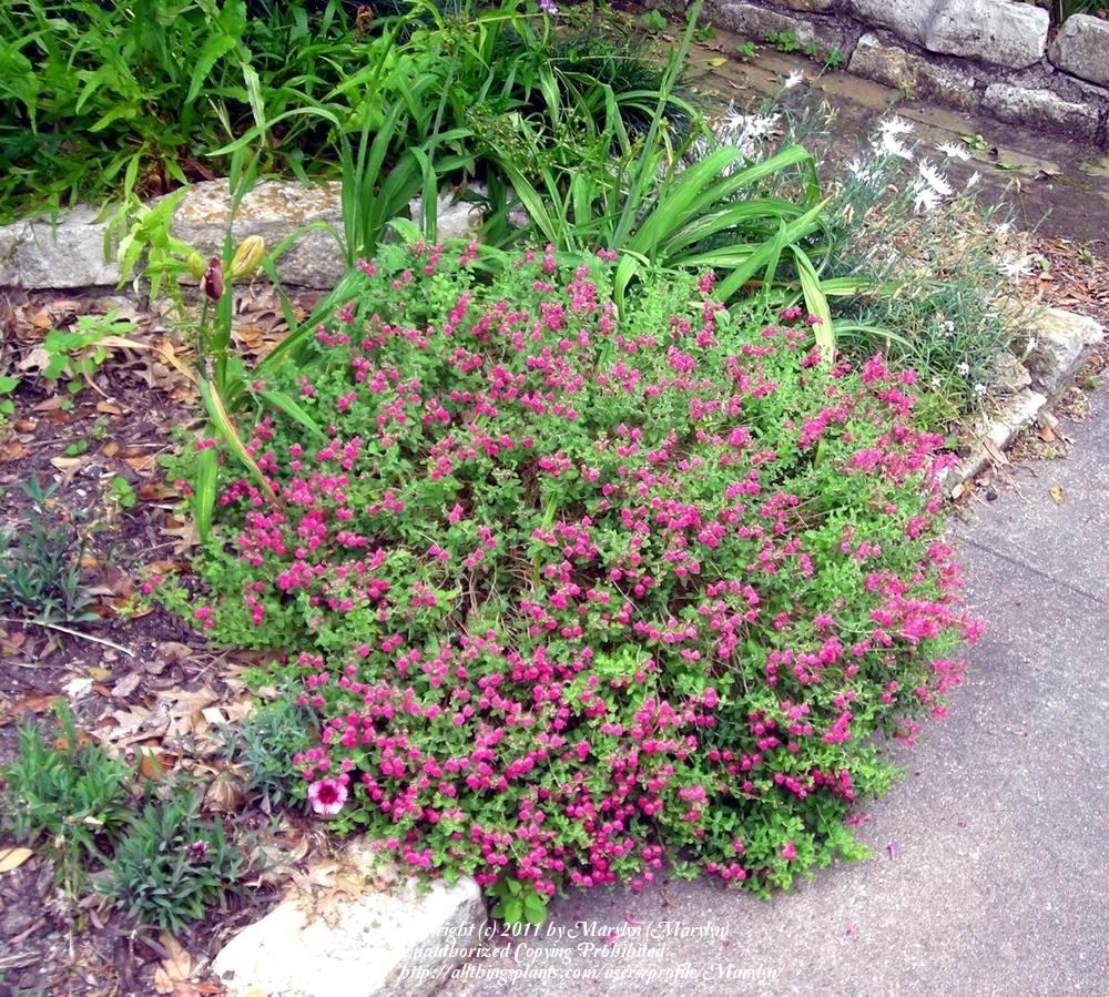 Photo of Pink Texas Skullcap (Scutellaria suffrutescens) uploaded by Marylyn