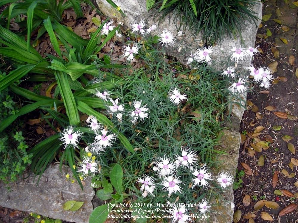 Photo of Dianthus 'Spooky Mix' uploaded by Marylyn