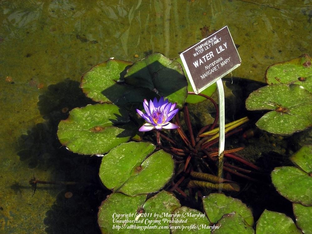 Photo of Tropical Day-Blooming Water Lily (Nymphaea 'Margaret Mary') uploaded by Marylyn
