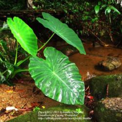 Location: by a river, rainforest Paraty, Brazil
Date: 2010-02-18