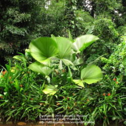 Location: Botanical Garden, Rio de Janeiro
Date: 2010-01-15