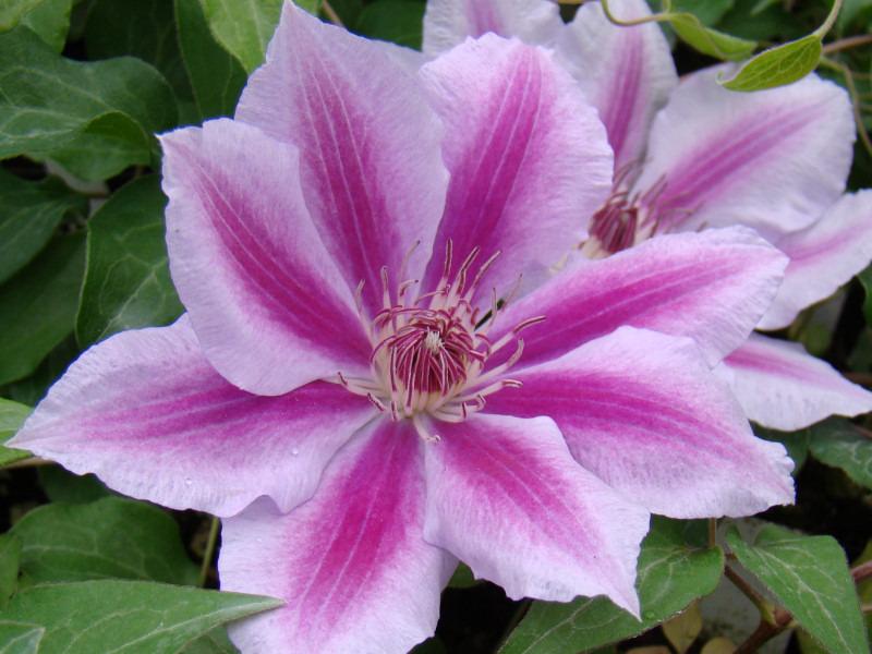 Photo of Clematis 'Love Jewelry' uploaded by goldfinch4