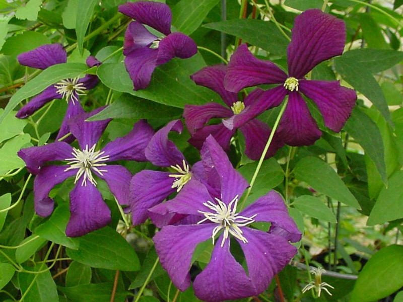 Photo of Clematis (Clematis viticella 'Etoile Violette') uploaded by goldfinch4