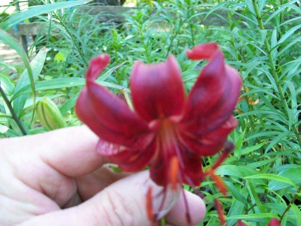 Photo of Lily (Lilium 'Red Velvet') uploaded by gwhizz