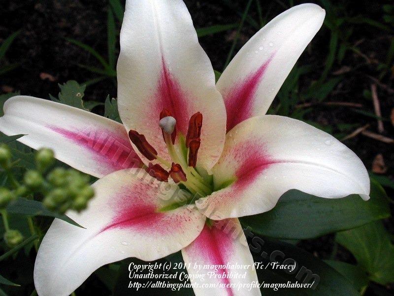 Photo of Lily (Lilium 'Nymph') uploaded by magnolialover