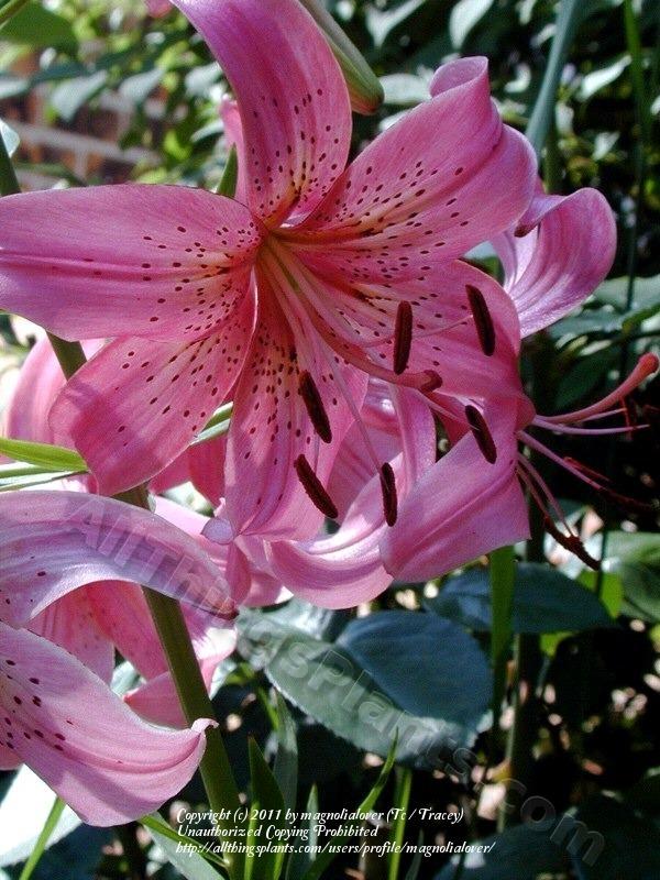 Photo of Lily (Lilium 'Iowa Rose') uploaded by magnolialover
