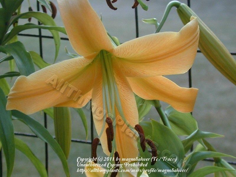 Photo of Lily (Lilium 'Elise') uploaded by magnolialover
