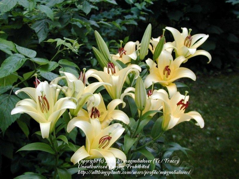 Photo of Lily (Lilium 'Yelloween') uploaded by magnolialover