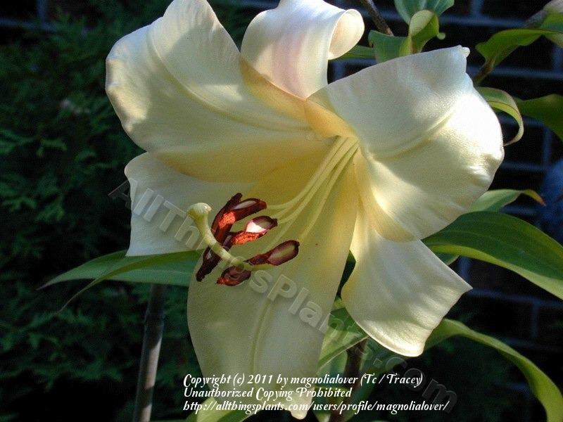 Photo of Lily (Lilium 'Boogie Woogie') uploaded by magnolialover