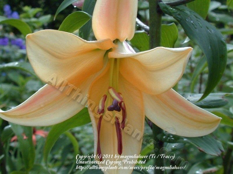 Photo of Lily (Lilium 'Orania') uploaded by magnolialover
