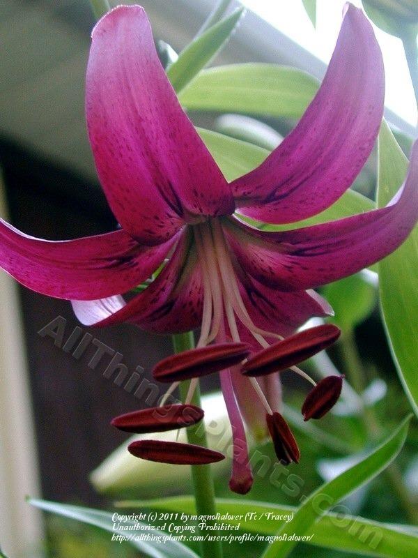 Photo of Lily (Lilium 'Angela North') uploaded by magnolialover