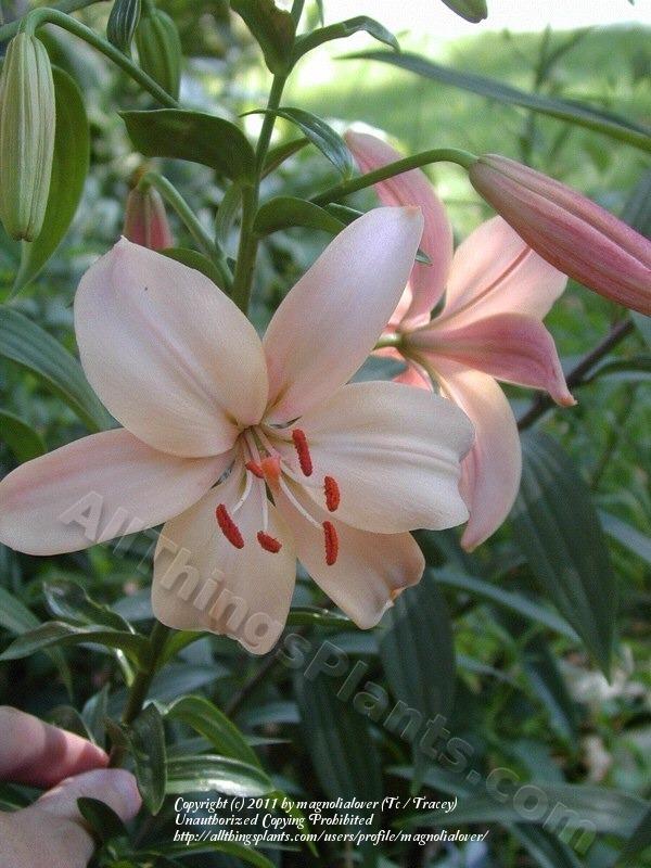 Photo of Lily (Lilium 'Fairest') uploaded by magnolialover