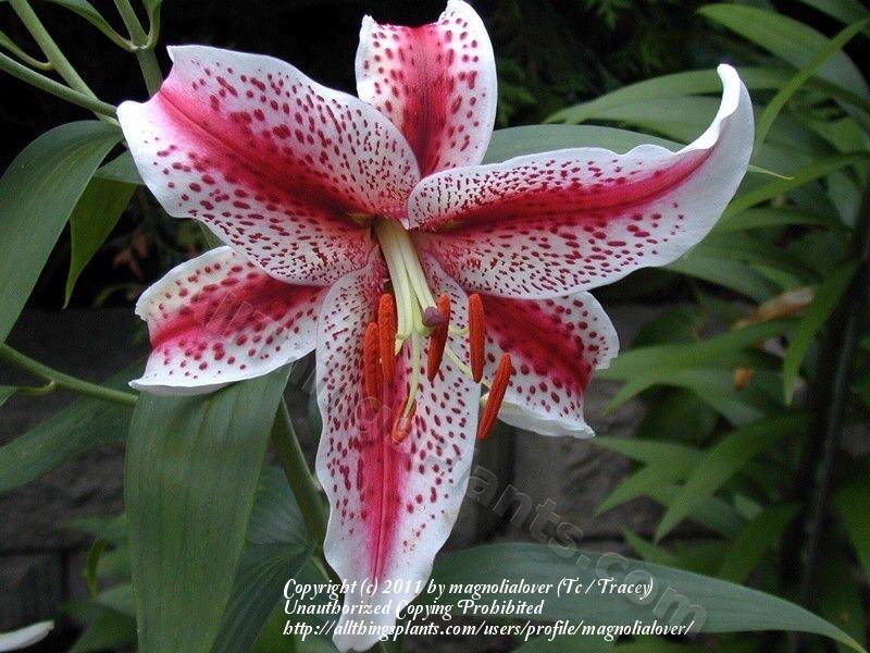 Photo of Lily (Lilium 'Tigerwoods') uploaded by magnolialover