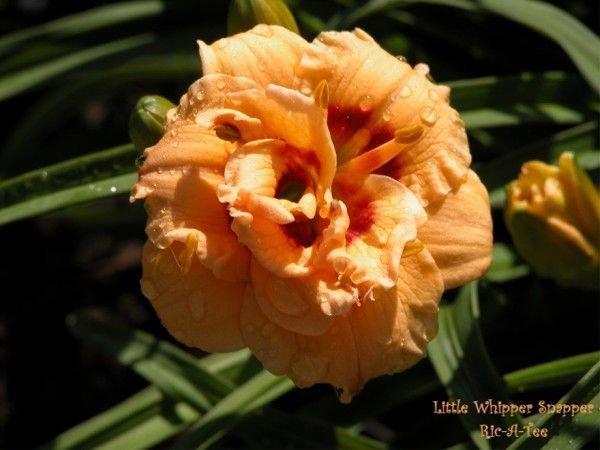 Photo of Daylily (Hemerocallis 'Little Whipper Snapper') uploaded by vic