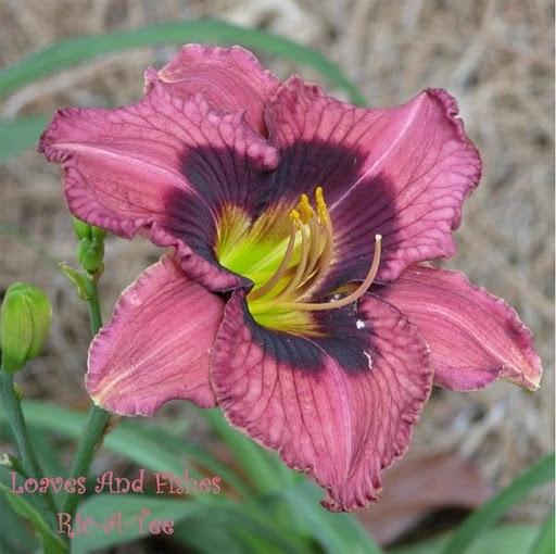 Photo of Daylily (Hemerocallis 'Loaves and Fishes') uploaded by vic