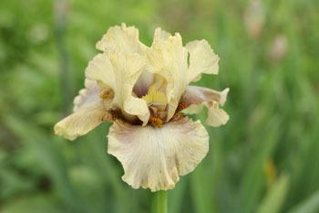 Photo of Tall Bearded Iris (Iris 'Ozone Alert') uploaded by Calif_Sue