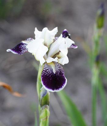 Photo of Miniature Tall Bearded Iris (Iris 'Frosted Velvet') uploaded by Calif_Sue